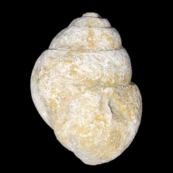 Tylostoma mutobile