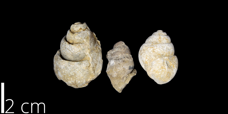 <i> Tylostoma mutobile </i> from the Albian Comanche Peak Limestone Fm. of Lubbock County, Texas (UNM 2604).
