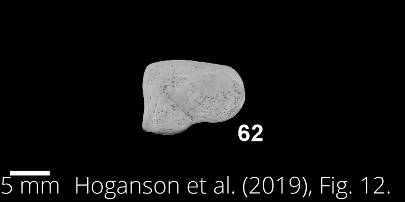 <i> Vorhisia vulpes </i> from the Maastrichtian Fox Hills Fm. of North Dakota. Image is derived from Hoganson et al. (2019; Bulletins of American Paleontology No. 398) and is used here with permission of the Paleontological Research Institution, which retains the copyright.