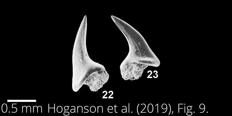 <i> Walteraja exigua </i> from the Maastrichtian Fox Hills Fm. of North Dakota. Image is derived from Hoganson et al. (2019; Bulletins of American Paleontology No. 398) and is used here with permission of the Paleontological Research Institution, which retains the copyright.